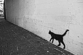 Katzenschatten, Graffiti, Wand, Katze, sprühen, Farbe, Zeichnung, Straßenkunst, Gasse, Straße, städtisch