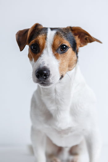 selektivní, zaostřovací fotografie, zvedák, russell teriér, Pes, jack russell, teriér, štěně, domácí zvíře, rozkošný, zvířat
