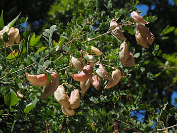 yellow bubble shrub, bush, colutea arborescens, fabaceae, faboideae, legume, tree, fruits, rispig, blow, balloon