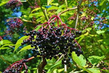 zavřít, fotografování, Černá, ovoce, strom, během dne, starší, bezinky, sambucus nigra, černý bezinek, držák