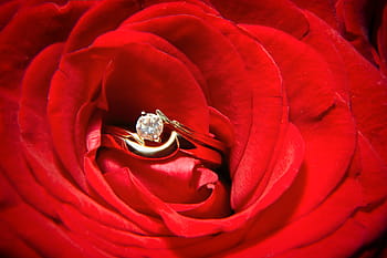 anello color oro, chiaro, pietra preziosa, rosso, rosa, fiore, nozze, squillare, Immagine, concetti, amore