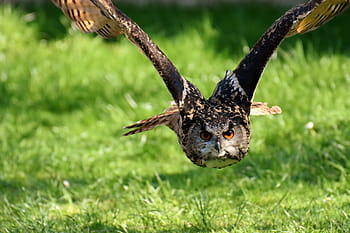 brown, owl, flying, daytime, bird, feather, eagle owl, animals, wild bird, cute, head
