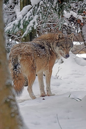 Marrone, lupo, terreno innevato, eurasisch, predatore, animale da soma, lupo eurasiatico, canis lupus, tempeste di neve, carnivori, sociale