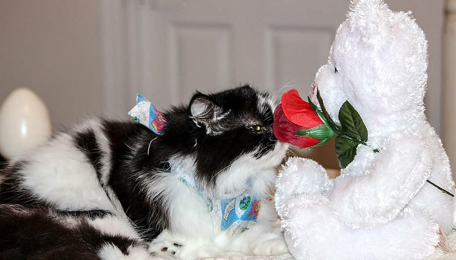 ネコ、 猫科、 ヒマラヤペルシア語、 香りの花、 可愛い、 国内の、 動物、 若い、 哺乳類、 毛皮、 純血種