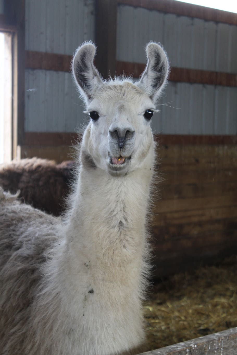lama, hospodařit, pero, savec, zvíře, Příroda, alpaka, srst, roztomilý, hlava, hospodářských zvířat