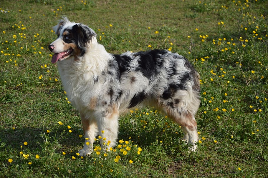 adult, black, white, brown, australian shepherd, standing, grass field, dog, young dog, australian sheperd, schäfer dog
