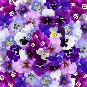 purple, white, pansy flowers, graphic, background, pansy, easter, spring, flowers, colorful, easter spring