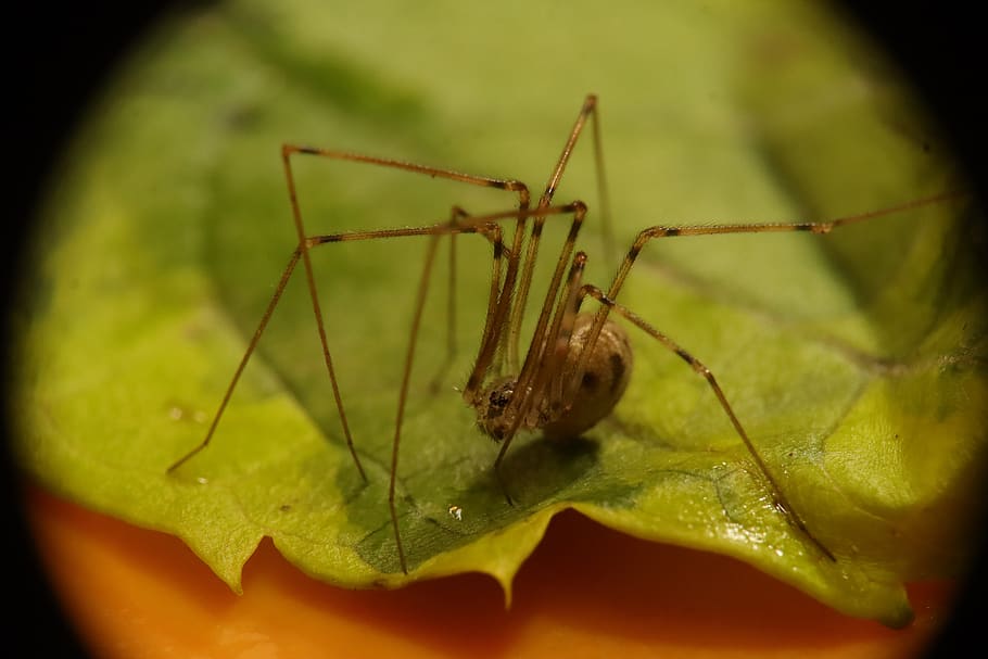 pavoukovec, pavouk, hmyz, Příroda, zahrada, pholcus phalangioides, araña patona