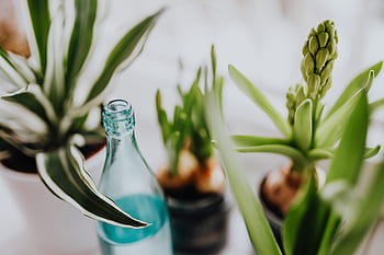 Jacinto, plantas, tarro, plantado, interior, primavera, jacintos, muscari, tarros