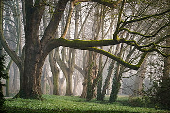 brown, tree, green, grass, forest, fog, morning, morgenstimmung, fantasy, fairy tales, fairy tale forest