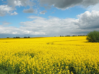 oilseed rape, field, yellow, landscape, nature, field of rapeseeds, blossom, bloom, summer, clouds, agriculture