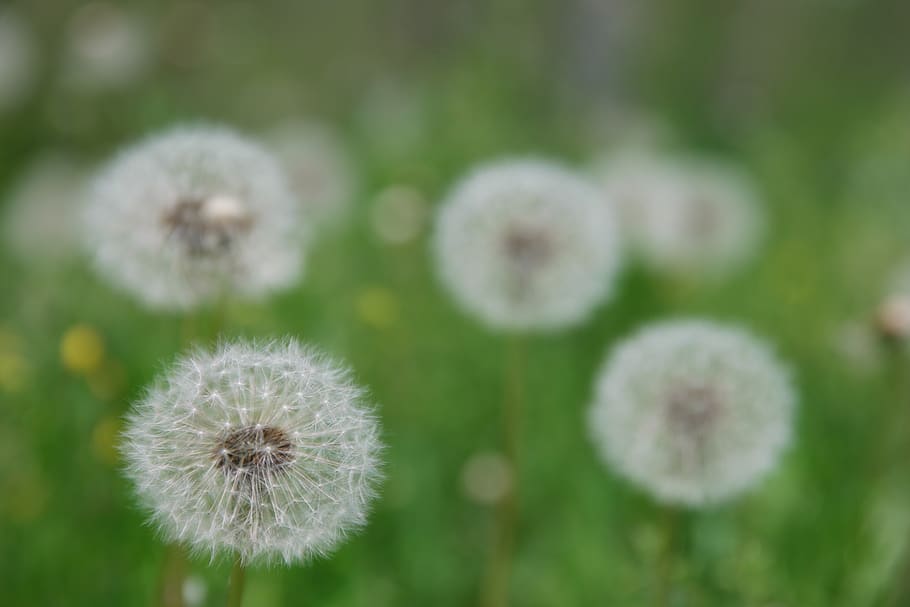 obsession, flowers, pool, seeds, plants, nature, feel