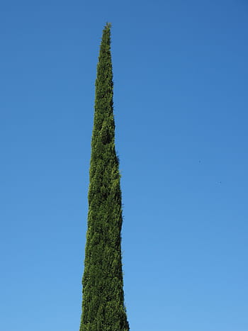 Cypress, Tree, Real, cypress, tree, real cypress, italian cypress, mediterranean cypress, cupressus sempervirens, columnar cypress, mourning-cypress, cypress under glass