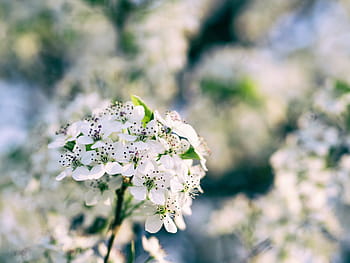 selettivo, fotografia a fuoco, bianca, ciliegia, fiori, natura, petali, fioritura, le foglie, avvicinamento, pianta