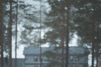 gris, maison, entouré, des arbres, plante, la nature, brouiller, neige, hiver, forêt, Météo
