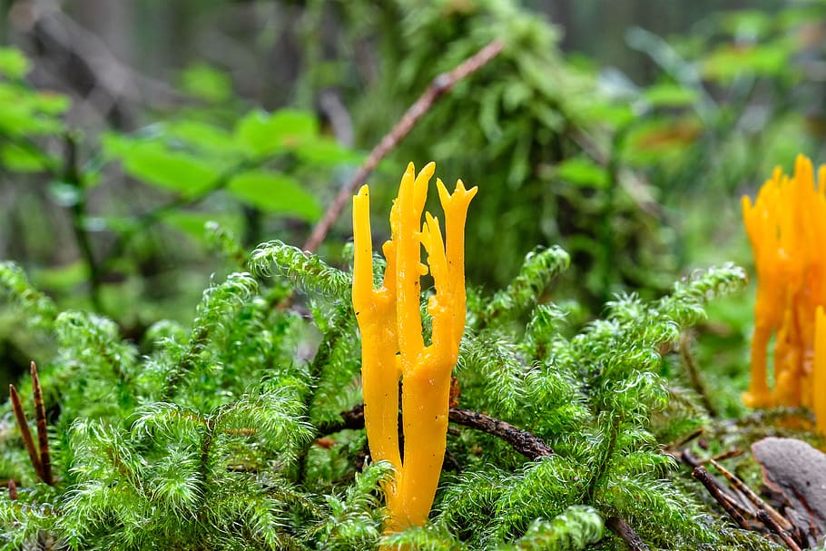 goatee, mushroom, moss, coral-like, forest floor, forest, nature, macro, plant, close up, green