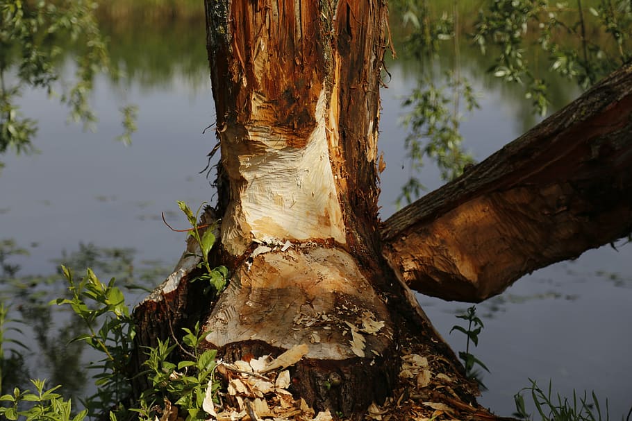 bobr, strom, Příroda, voda, dřevo, hnusný, poškození bobra