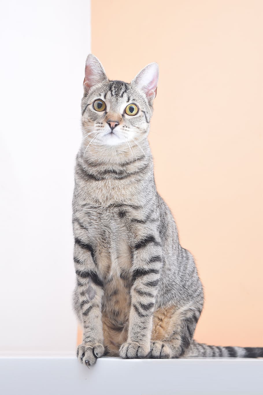 cat, pet, cats, feline, veterinary, animals, adorable, kitty
