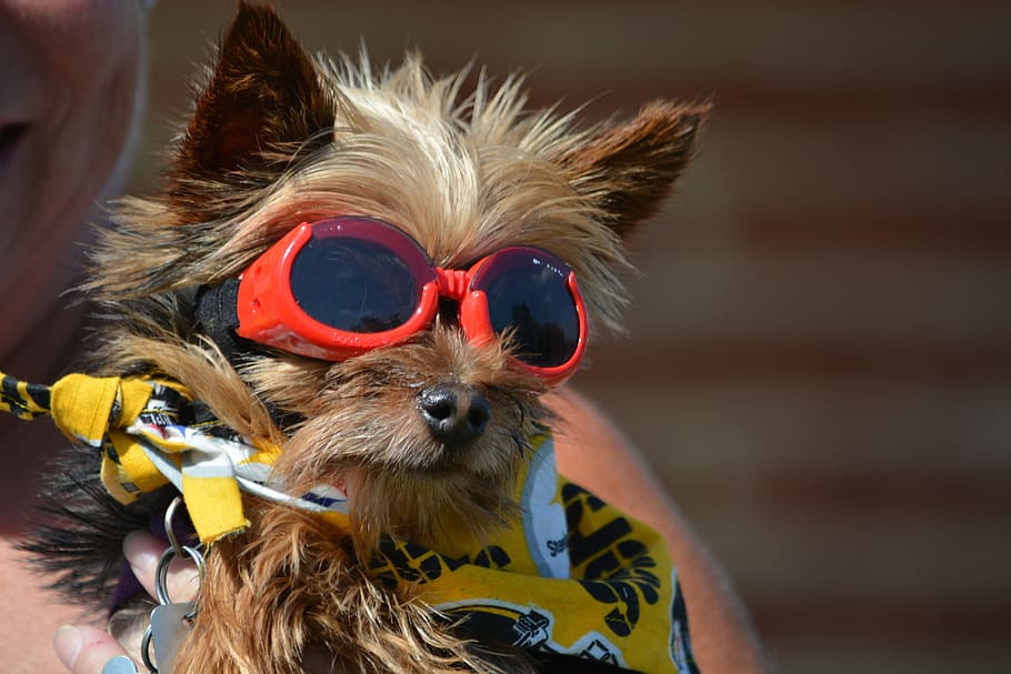 yorkshire terrier, pet, dog, terrier, cute, yorkshire, animal, canine, puppy, purebred, young