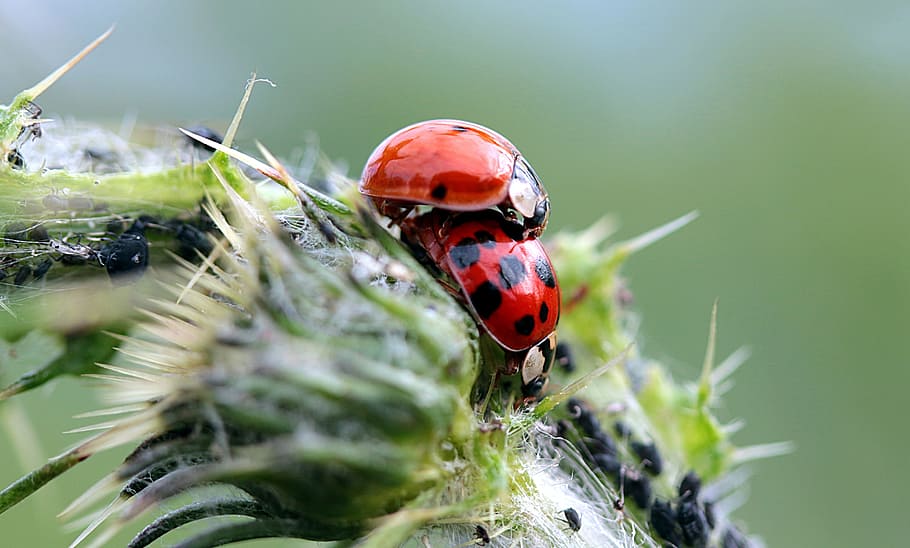slunéčko sedmitečné, asijské ladybug, slunéčko sedmitečné, asijský, asijské ladybug, harmonie axyridis, párování, štěstí kouzlo, letní, hmyz, coccinellidae, mšice
