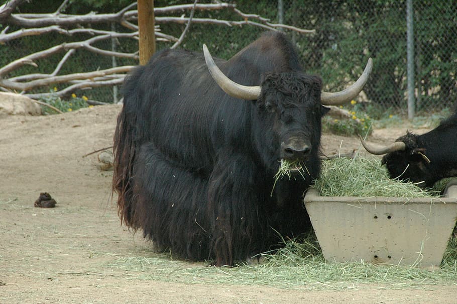 yak, jíst, seno