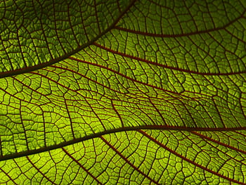 leaf, macro, nature, texture, pattern, tropical, jungle, exotic, plant, closeup, close-up
