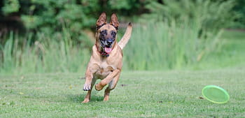 brown, belgian malinois, running, green, grass field, daytime, running dog, frisbee, malinois, belgian shepherd dog, summer