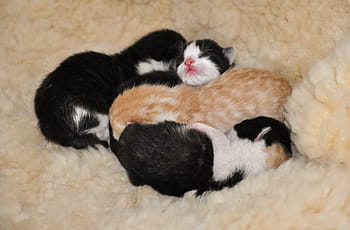 four, short-coated kittens, beige, cloth, kittens, animal shelter, reborn, young cat, animal welfare, three coloured, black