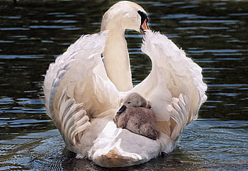 swan, baby swan, white, white swan, water, lake, bird, water bird, animal, swim, noble