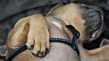 patte, fermer, chiot, en train de dormir, chiens, sucré, petit, mignonne, patte de chien, empreinte de patte, ami loyal