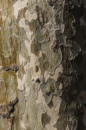 alam, kayu, coklat, kulit, batang, kuat, padat, keras, Pohon, close-up