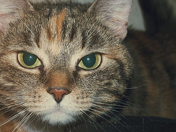 selektiv, fokus fotografie, braun, tabby, Katze, Kätzchen, Tier, Haustier, Pelz, Augen, Hauskatze