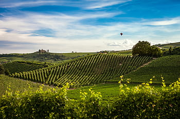 green grass field, green, farm, field, daytime, nature, landscape, plains, grass, plots, crops