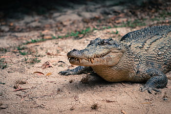 ワニ、 爬虫類、 冷たい血、 動物、 自然、 野生、 捕食者、 歯、 危険、 オーストラリア、 塩水ワニ