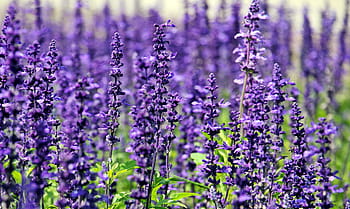 bed, lavander plant, lavender, flowers, purple flowers, blue flowers, nature, summer, flower purple, plant, violet
