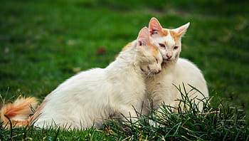 two, cat, sitting, green, grass field, white, orange, cats, grass, lawn, playground