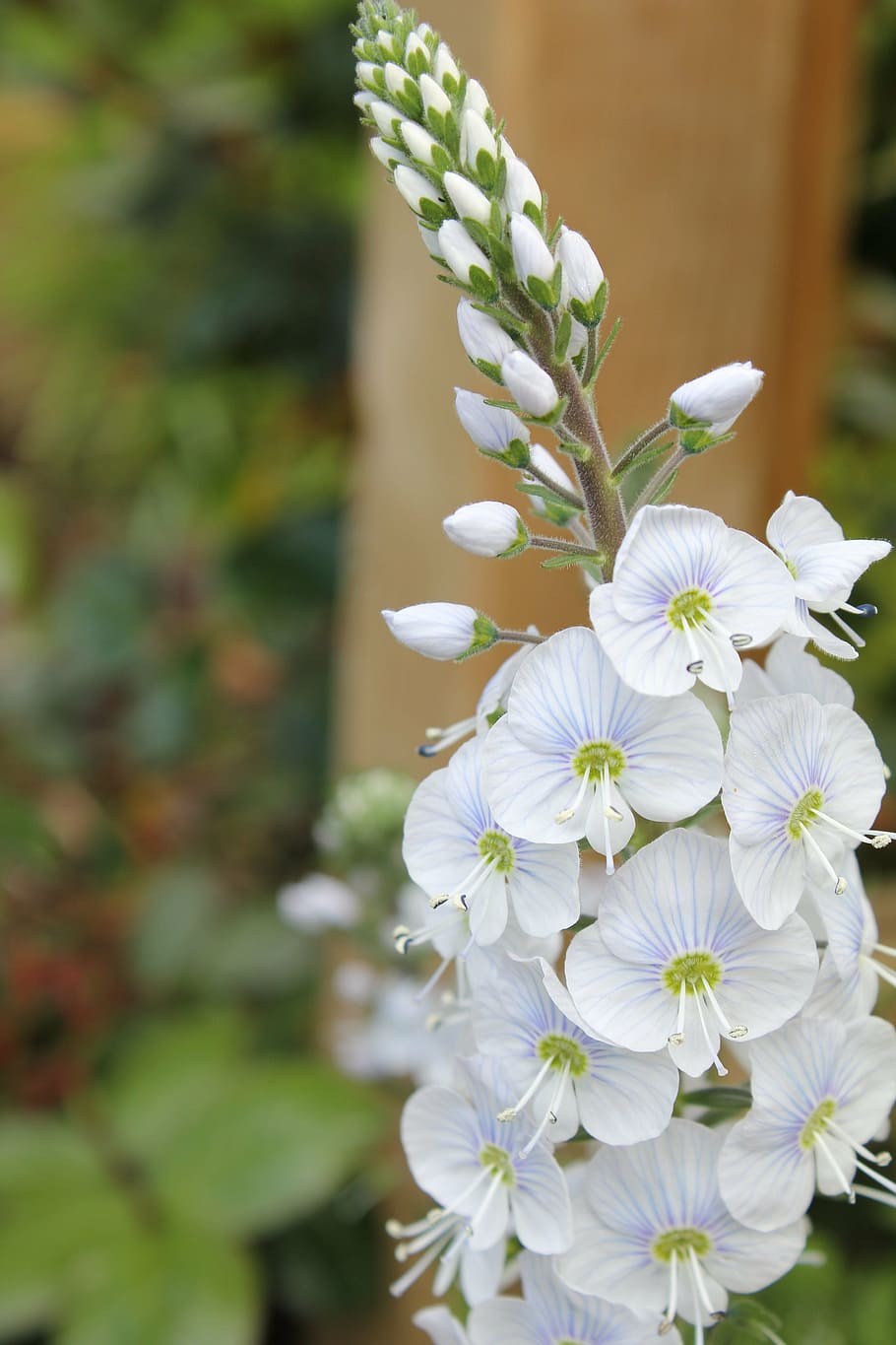 veronica, flower, speedwell, white, petals, perennial, spike, plant, bloom, in flower, garden