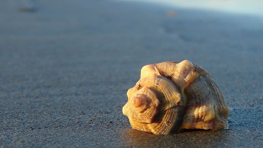 béžový, lastura, plážový písek, shell, pláž, moře, písek, zvířecí shell, letní, Příroda, pobřežní čára