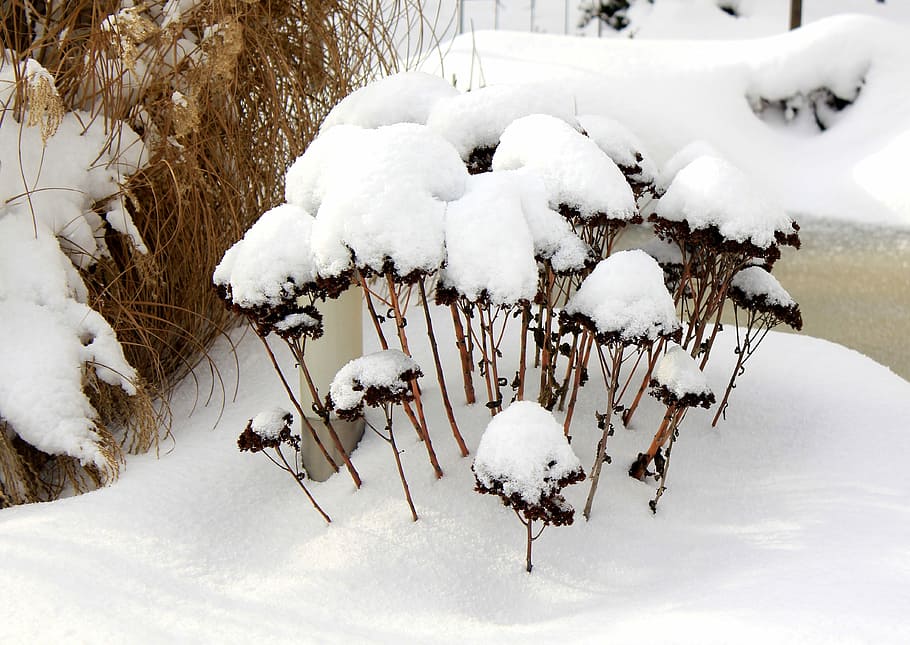Winter, Snow, winterimpression, cold temperature, white color, animal, frozen