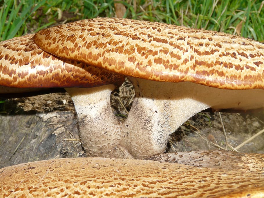 เห็ด, เชื้อราบนต้นไม้, ก้านพอลิโพรัส squamosus, polyporus squamosus, สายพันธุ์เชื้อรา, เข้าสู่ระบบ, ตอต้นไม้, เพลา squamosus, Polyporus, polyporaceae, กินได้
