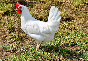 bílý, kohout, travnaté hřiště, kuře, slepice, drůbež, pinnate, rozsah, hospodařit, vejce, zemědělství