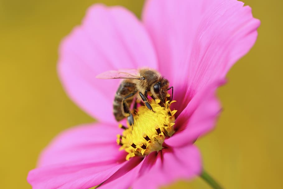 cosmos, cosmea bipinnata, leaflet leaved schmuckblume, composites, ornamental plant, schnittblume, blossom, bloom, flower, flower garden, flora