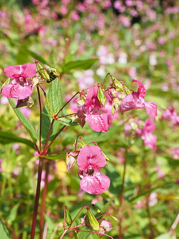 semena, balzám, himalájský balzám, rostlina, květ, růžový, impatiens glandulifera, indický springkraut, červená jarní bylina, himálajský balsový důl, bauernorchidee