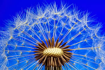 macrofotografie, wit, bloemen, natuur, paardebloem, macro, detailopname, bloem, fabriek, zaden, puntige bloem