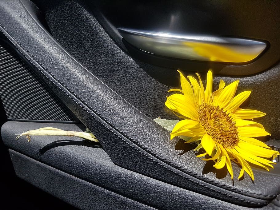 Sunflower, Flower, Nature, summer, yellow, highlights, pipes, car, transportation, land Vehicle, black Color