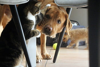 dog, cat, pet, animal, cute, trust, friendship, friends, funny, love