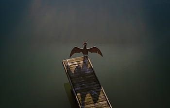 bird, animal, wings, beak, nature, water, wooden, shadow