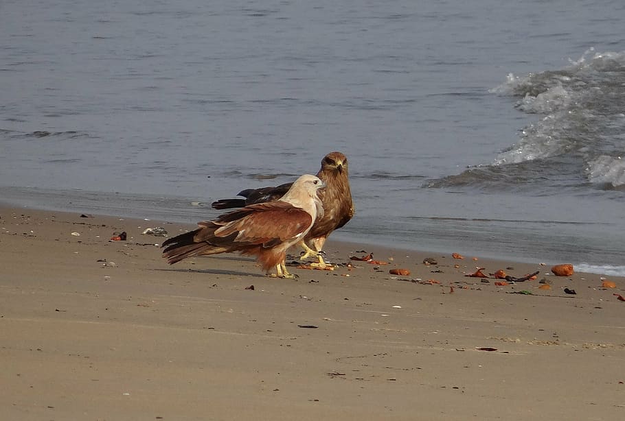 brahminy kite, haliastur indus, red-backed, sea-eagle, bird, fauna, aghanashini, river, bank, karnataka, india