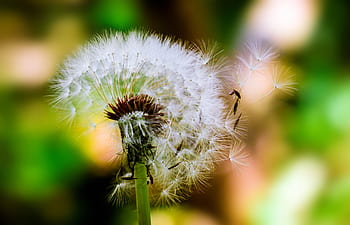 mælkebøtte, blomst, plante, natur, blæse, stilk, sløring