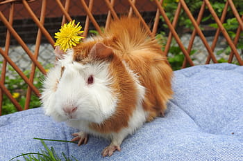 rodent, mammals, charming, a little, nature, guinea pig sockets, animals